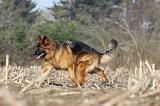 BERGER ALLEMAND 921